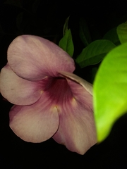 Allamanda blanchetii image