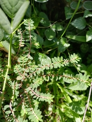 Euphorbia thymifolia image