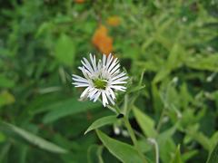 Stellaria radians