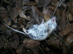 Peromyscus truei