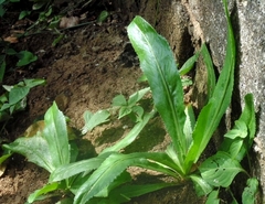 Eryngium foetidum image