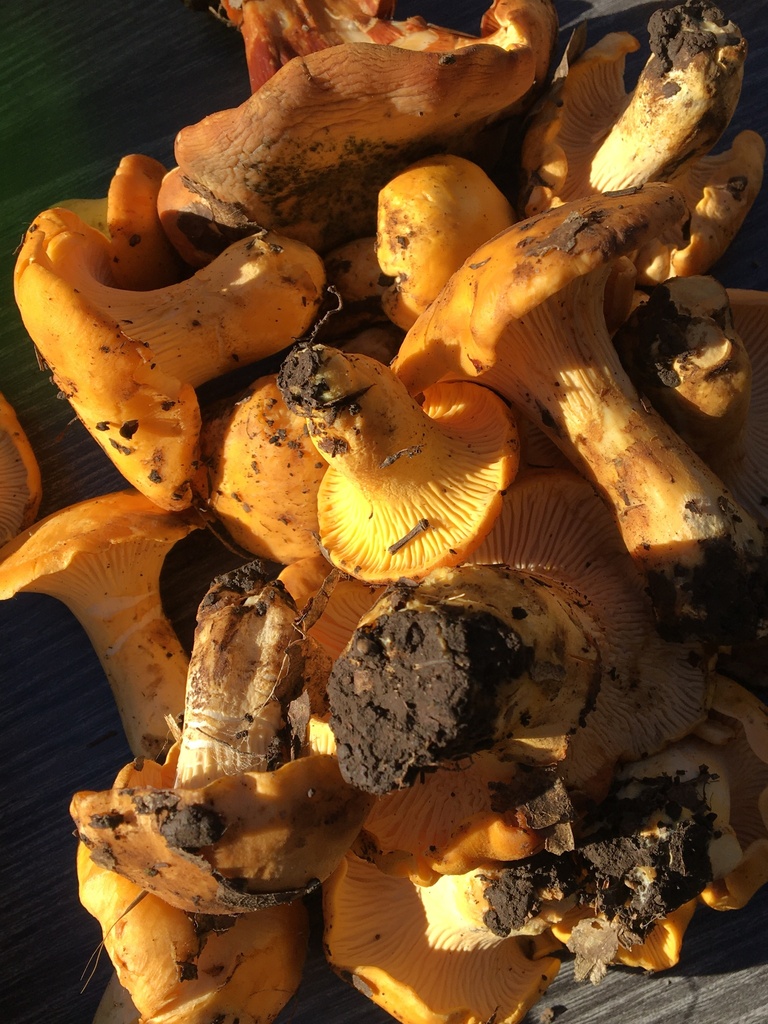 California Golden Chanterelle from Sonoma County, CA, USA on December 9
