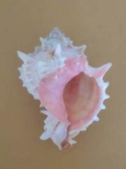 Phyllonotus erythrostomus