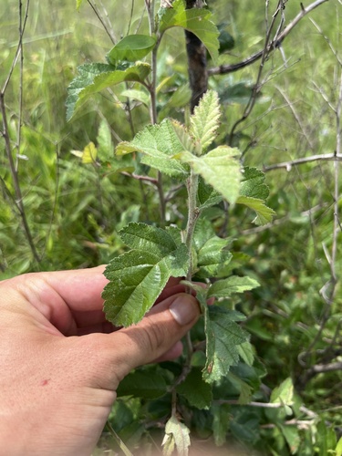 Image of Malus ioensis by (c) Nathan Aaron, some rights reserved (CC BY)