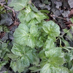 Barbarea vulgaris