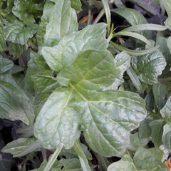 Barbarea vulgaris