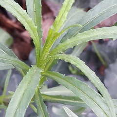 Erigeron canadensis
