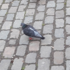 Columba livia domestica