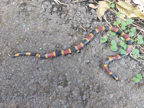 Costa Rican Coralsnake