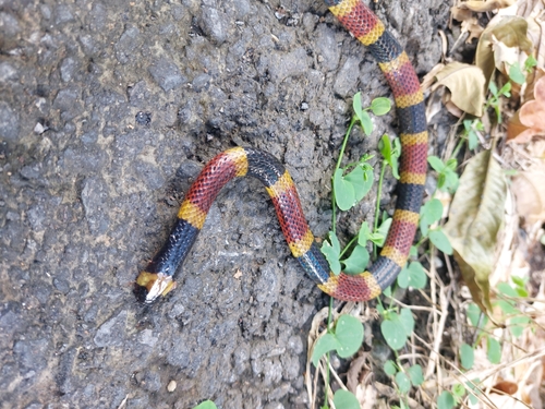 Costa Rican Coralsnake