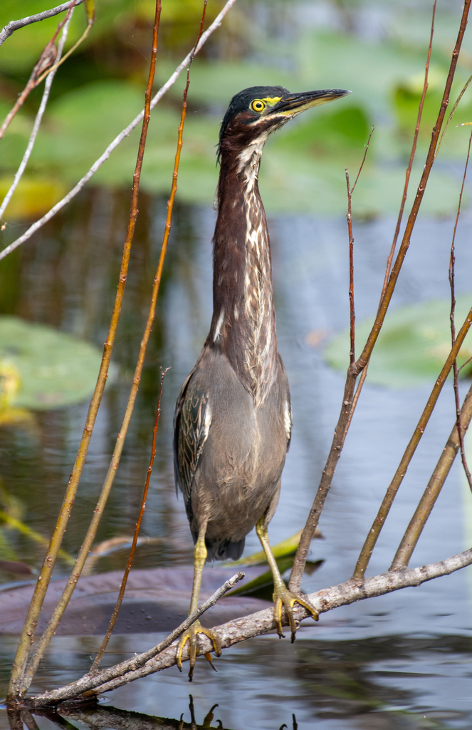 Green Heron from Miami-Dade County, FL, USA on November 9, 2023 at 11: ...