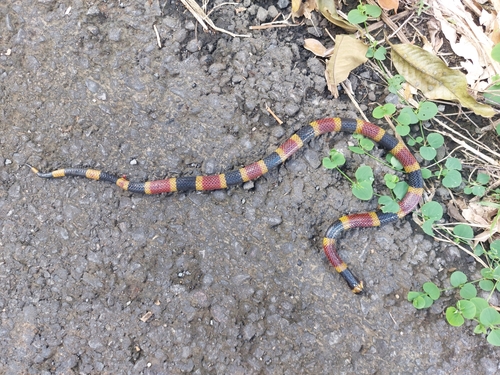 Costa Rican Coralsnake