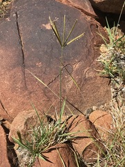 Eustachys paspaloides