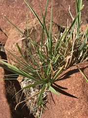 Eustachys paspaloides