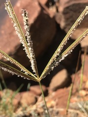 Eustachys paspaloides