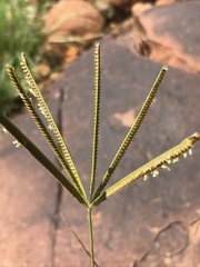 Eustachys paspaloides