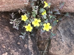 Oxalis haedulipes