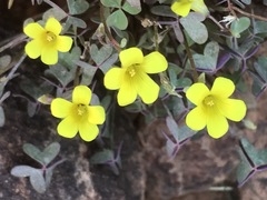 Oxalis haedulipes