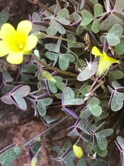 Oxalis haedulipes