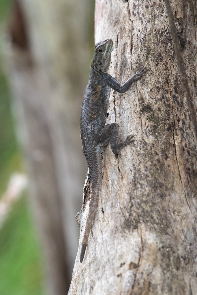 Peters's Rock Agama from Miami-Dade County, FL, USA on November 9, 2023 ...