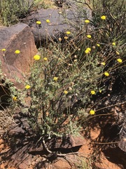 Pentzia sphaerocephala