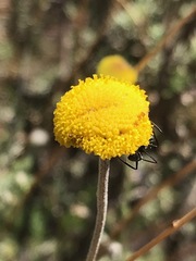 Pentzia sphaerocephala