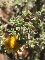 Pentzia sphaerocephala