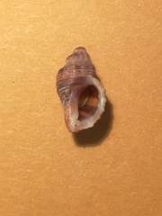Ocenebra edwardsii