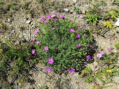 Dianthus woroschilovii