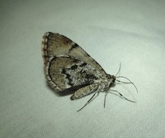 Stamnodes modocata
