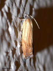 Eucosma umbrastriana