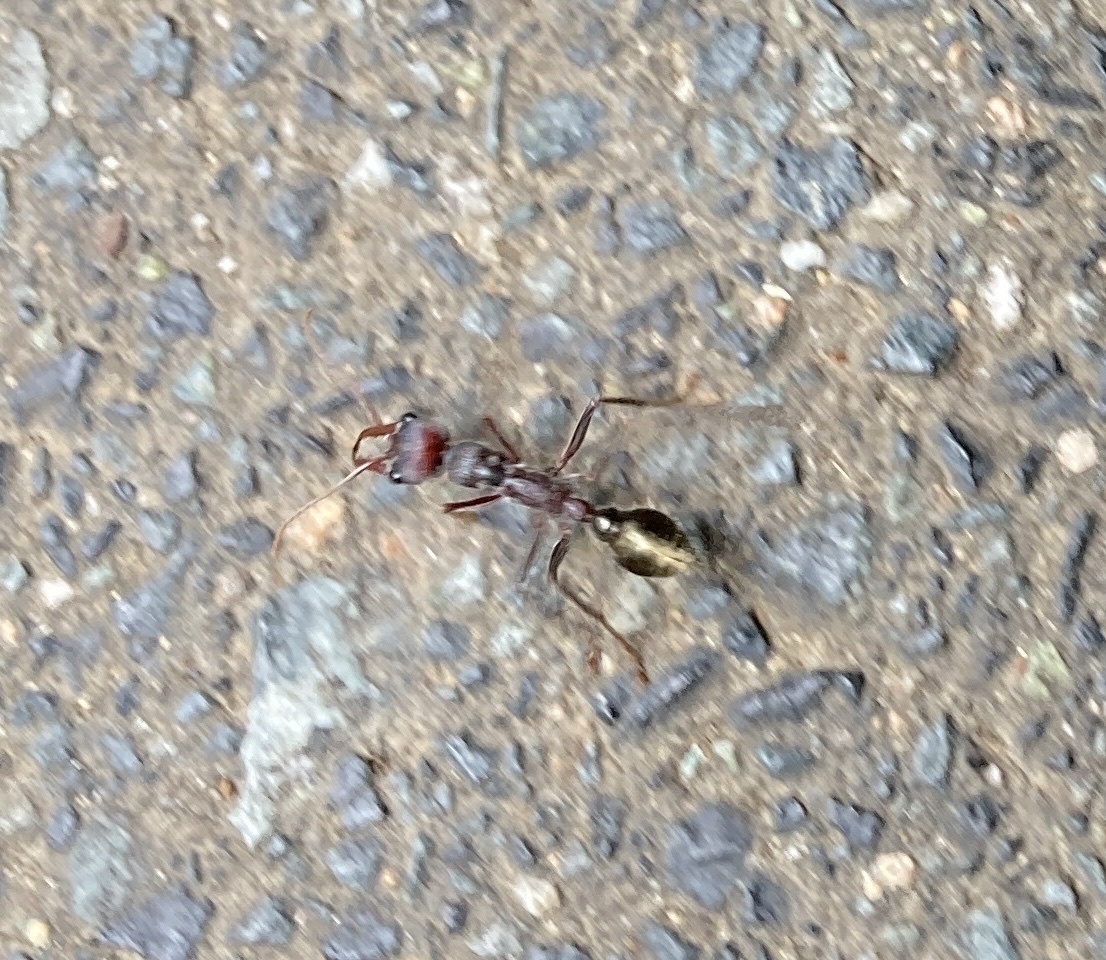 Myrmecia eungellensis