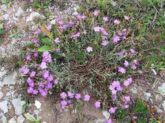 Dianthus woroschilovii