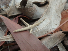 Vandiemenella viatica