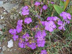 Dianthus woroschilovii