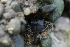 Hemigrapsus crenulatus