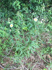 Erigeron tenuis