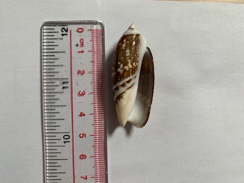 gibbous olive (Agaronia gibbosa)