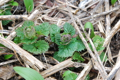 Urtica platyphylla