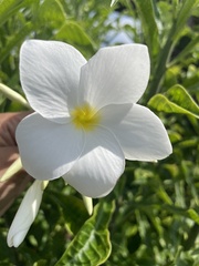 Plumeria pudica image