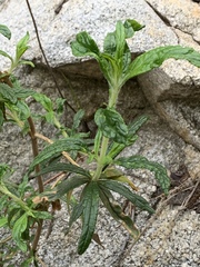 Diplacus longiflorus