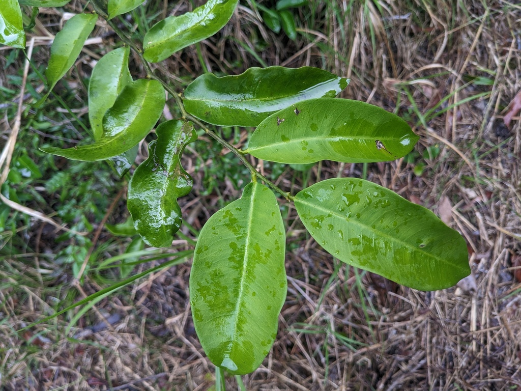 Brush Caper Berry from Nambucca, New South Wales, Australia on November