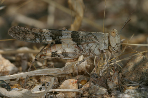 Pallid-winged Grasshopper, Phoenix, Arizona, United States, photo 10 of 10