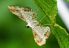Lepidoptera