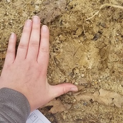 Cervus canadensis canadensis