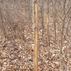 Cervus canadensis canadensis