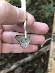 Paryphthimoides poltys