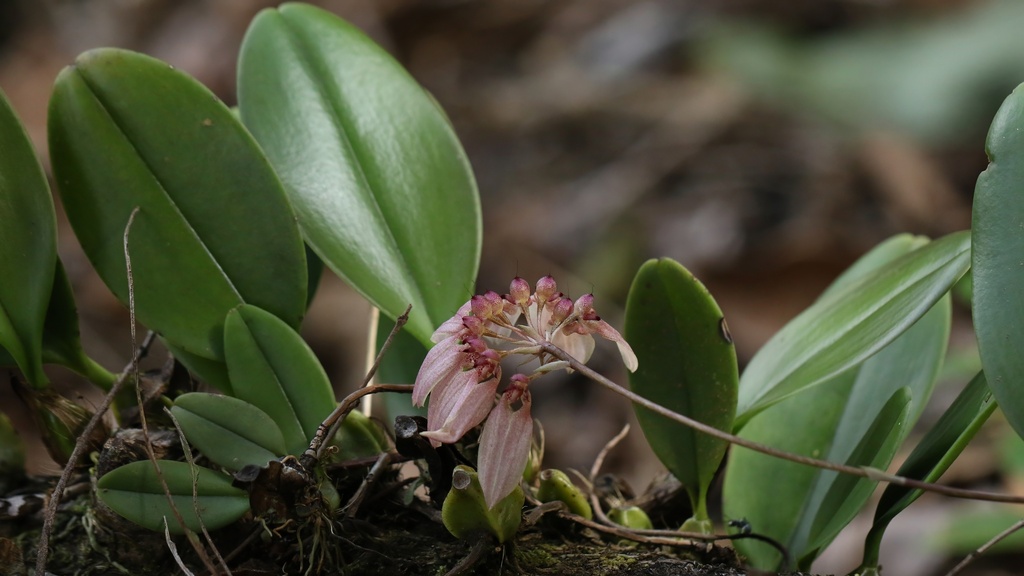 Bulbophyllum weberi