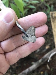 Paryphthimoides poltys