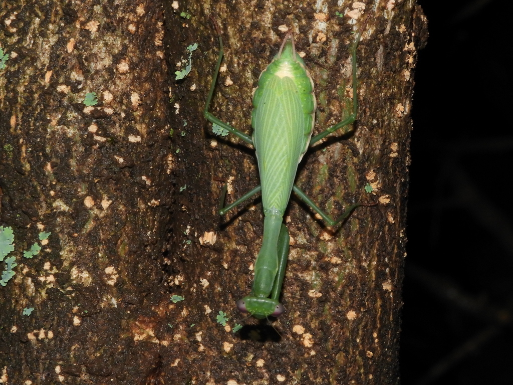 Miomantis from Eldoret, Kenya on December 9, 2023 at 0725 PM by Mike
